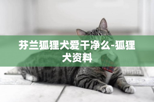 芬蘭狐貍犬愛干凈么-狐貍犬資料