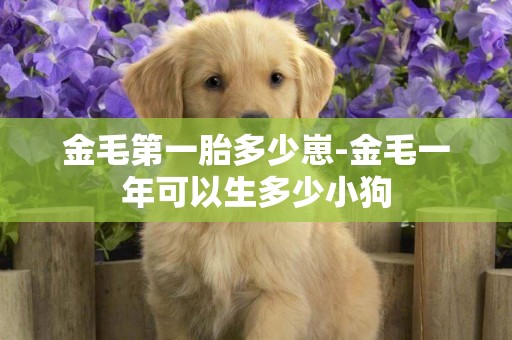 金毛第一胎多少崽-金毛一年可以生多少小狗