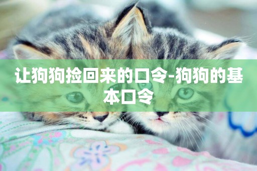 讓狗狗撿回來的口令-狗狗的基本口令