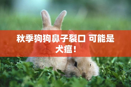 秋季狗狗鼻子裂口 可能是犬瘟！