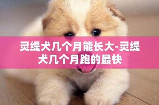 靈緹犬幾個月能長大-靈緹犬幾個月跑的最快