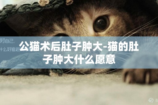 公貓術后肚子腫大-貓的肚子腫大什么愿意
