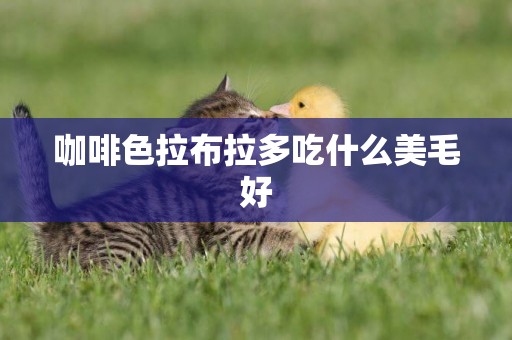咖啡色拉布拉多吃什么美毛好