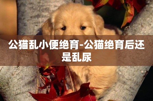 公貓亂小便絕育-公貓絕育后還是亂尿