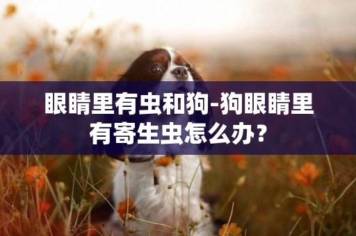 眼睛里有蟲和狗-狗眼睛里有寄生蟲怎么辦？