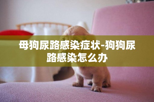 母狗尿路感染癥狀-狗狗尿路感染怎么辦