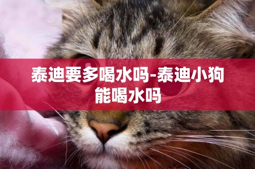 泰迪要多喝水嗎-泰迪小狗能喝水嗎