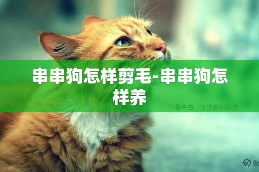 串串狗怎樣剪毛-串串狗怎樣養