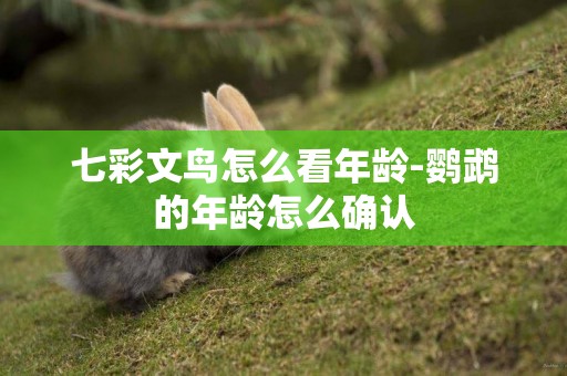 七彩文鳥怎么看年齡-鸚鵡的年齡怎么確認