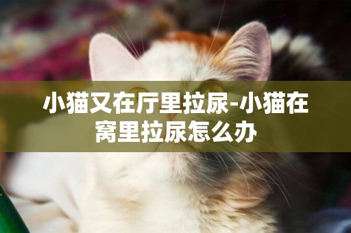 小貓又在廳里拉尿-小貓在窩里拉尿怎么辦