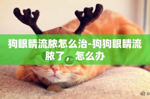 狗眼睛流膿怎么治-狗狗眼睛流膿了，怎么辦