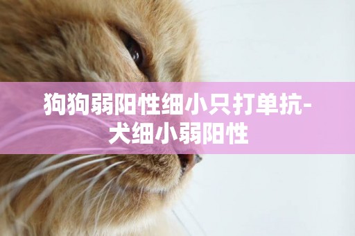 狗狗弱陽性細小只打單抗-犬細小弱陽性
