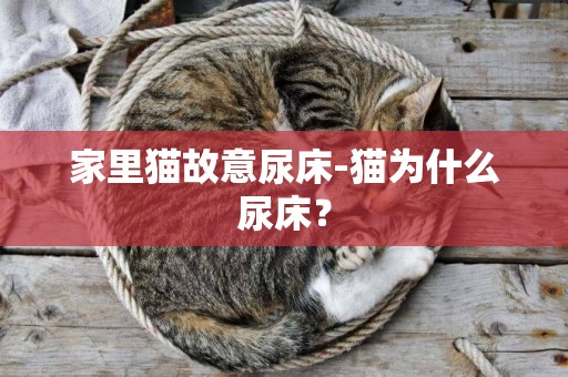 家里貓故意尿床-貓為什么尿床？