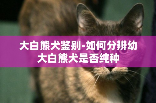 大白熊犬鑒別-如何分辨幼大白熊犬是否純種