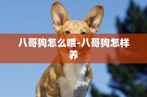 八哥狗怎么喂-八哥狗怎樣養