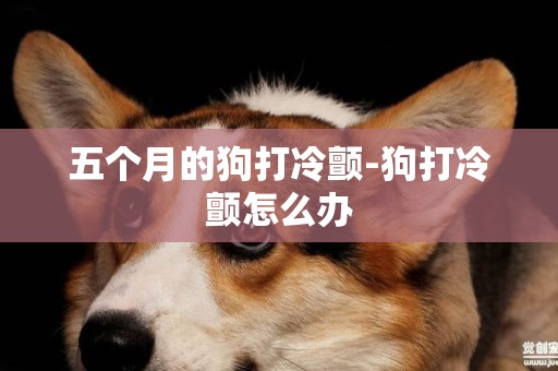 五個月的狗打冷顫-狗打冷顫怎么辦
