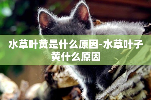 水草葉黃是什么原因-水草葉子黃什么原因