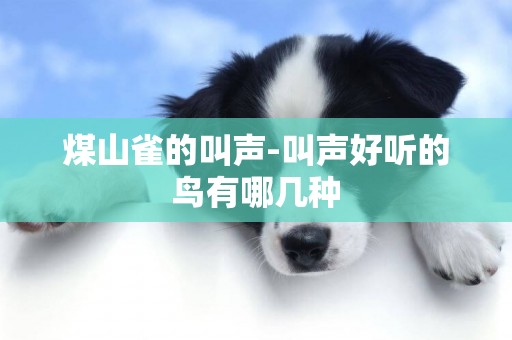 煤山雀的叫聲-叫聲好聽的鳥有哪幾種