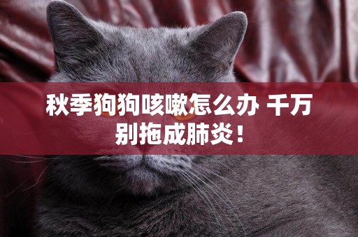秋季狗狗咳嗽怎么辦 千萬別拖成肺炎！
