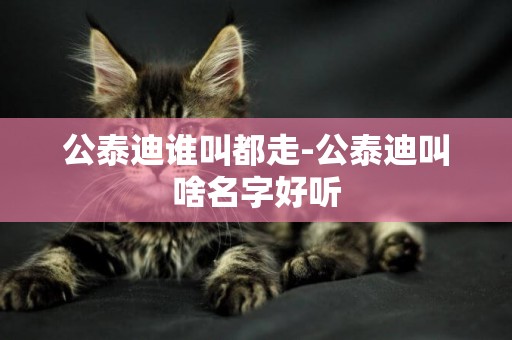 公泰迪誰叫都走-公泰迪叫啥名字好聽