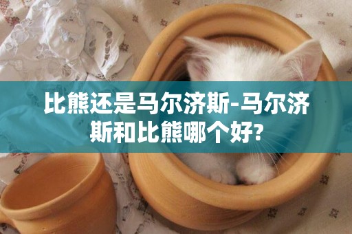 比熊還是馬爾濟斯-馬爾濟斯和比熊哪個好?