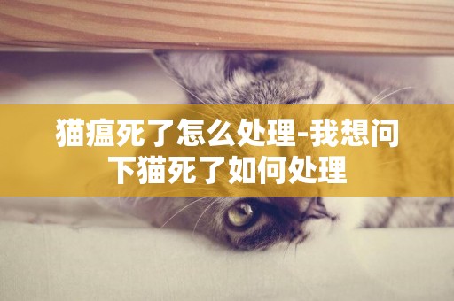 貓瘟死了怎么處理-我想問下貓死了如何處理