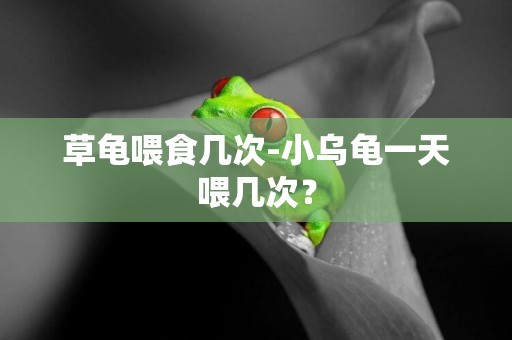 草龜喂食幾次-小烏龜一天喂幾次？