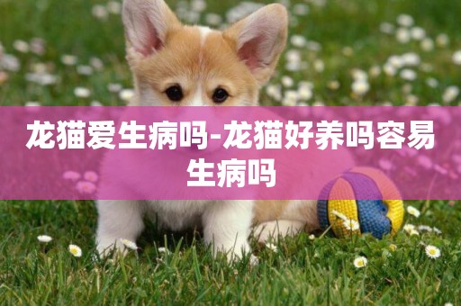 龍貓愛生病嗎-龍貓好養嗎容易生病嗎