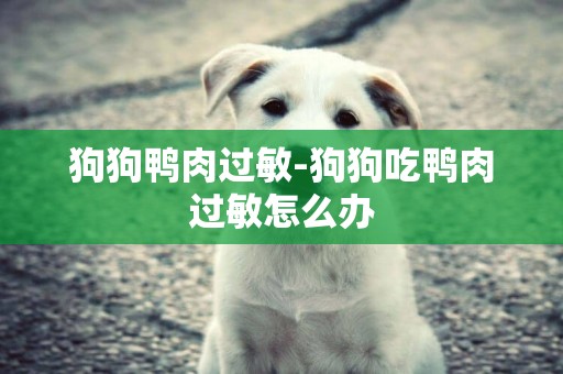 狗狗鴨肉過敏-狗狗吃鴨肉過敏怎么辦