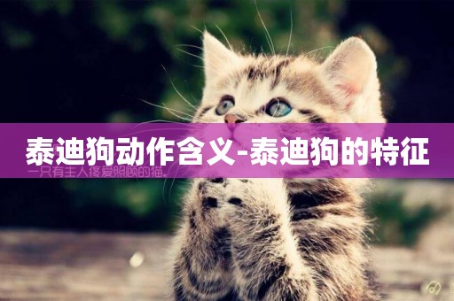 泰迪狗動作含義-泰迪狗的特征
