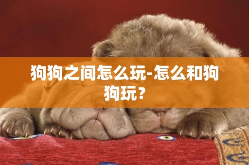 狗狗之間怎么玩-怎么和狗狗玩？