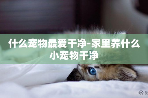 什么寵物最愛干凈-家里養什么小寵物干凈