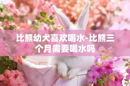 比熊幼犬喜歡喝水-比熊三個月需要喝水嗎