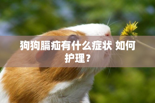 狗狗膈疝有什么癥狀 如何護理？