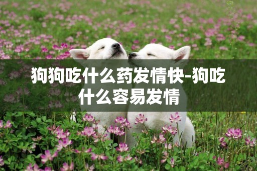狗狗吃什么藥發情快-狗吃什么容易發情