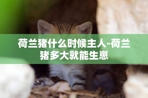 荷蘭豬什么時候主人-荷蘭豬多大就能生崽