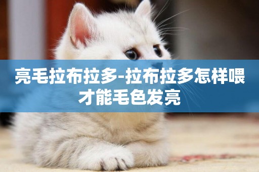 亮毛拉布拉多-拉布拉多怎樣喂才能毛色發亮