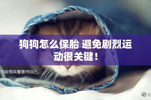 狗狗怎么保胎 避免劇烈運動很關鍵！