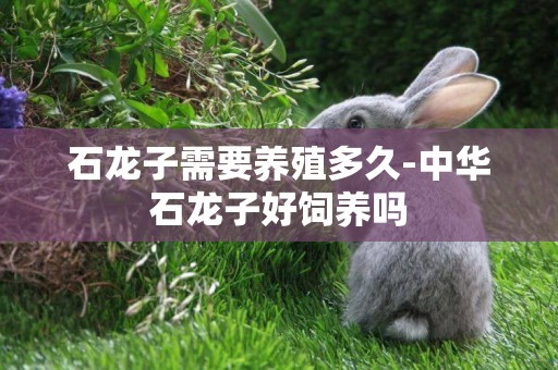 石龍子需要養殖多久-中華石龍子好飼養嗎