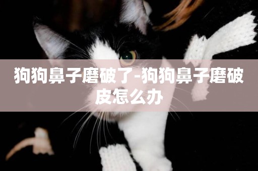 狗狗鼻子磨破了-狗狗鼻子磨破皮怎么辦
