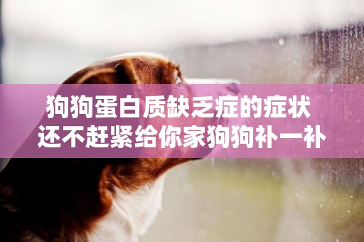 狗狗蛋白質缺乏癥的癥狀 還不趕緊給你家狗狗補一補