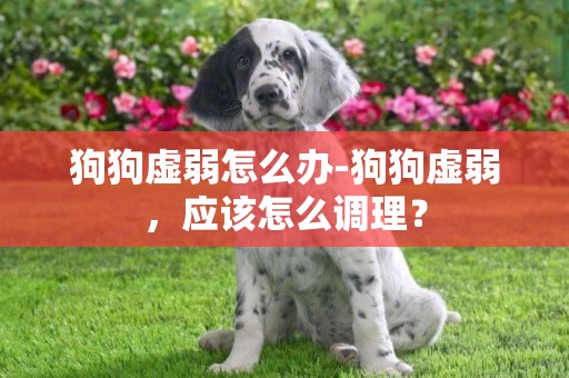狗狗虛弱怎么辦-狗狗虛弱，應該怎么調理？