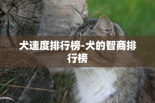 犬速度排行榜-犬的智商排行榜