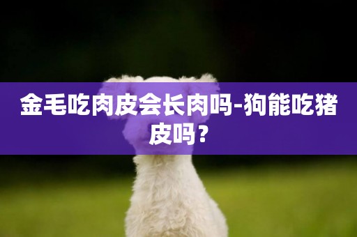金毛吃肉皮會長肉嗎-狗能吃豬皮嗎？