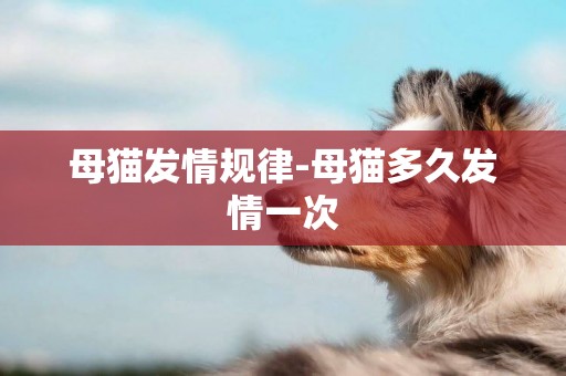 母貓發情規律-母貓多久發情一次