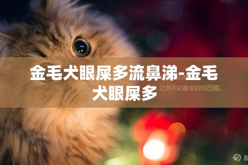 金毛犬眼屎多流鼻涕-金毛犬眼屎多