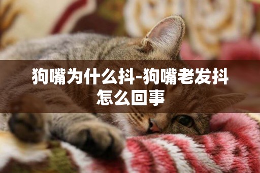 狗嘴為什么抖-狗嘴老發抖怎么回事