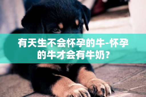 有天生不會懷孕的牛-懷孕的牛才會有牛奶？