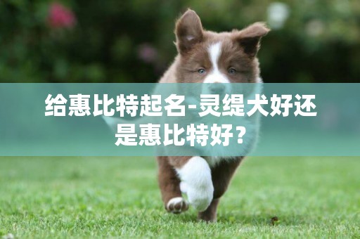 給惠比特起名-靈緹犬好還是惠比特好？