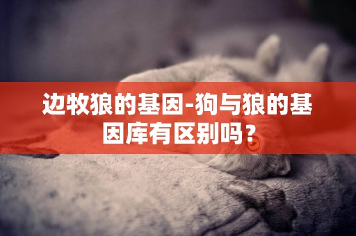 邊牧狼的基因-狗與狼的基因庫有區別嗎？